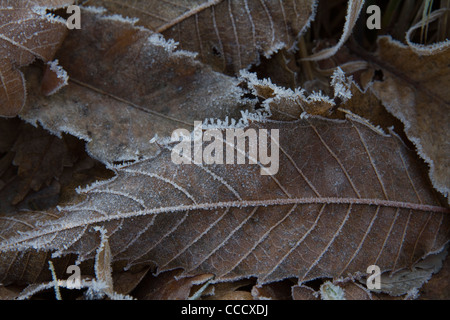 Un close up image de feuilles givrées allongé sur le sol dans le soleil du matin Banque D'Images