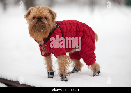 La race de chien griffon de bruxelles promenades dans l'hiver dans une veste chaude et des bottes. Banque D'Images