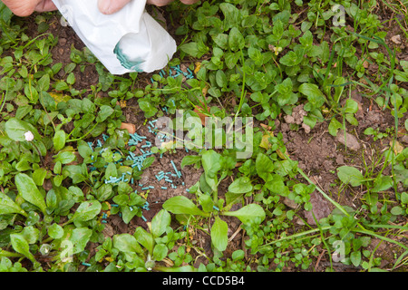 Snail bait (molluscicides granulés) Banque D'Images
