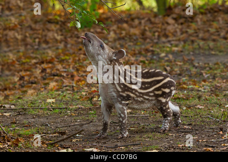 Bébé Tapir brésilien (Tapirus terrestris) Banque D'Images