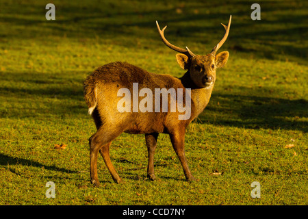 Deer Hog (Axis porcinus) Comité permanent sur l'herbe Banque D'Images