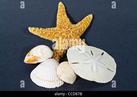 Libre d'un groupe d'étoiles de coquilles et de Sand Dollar sur fond sombre Banque D'Images