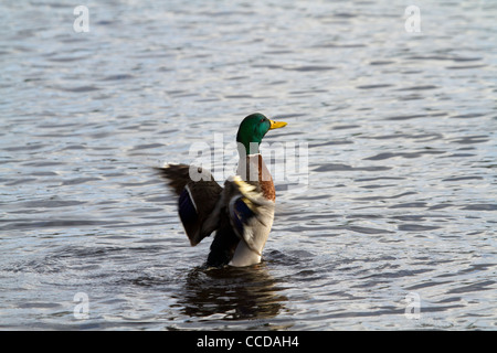 Le battement d'ailes de canards colverts dans l'eau Banque D'Images