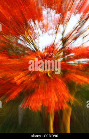 Un palmateum Acer rouge arbre en automne avec zoom motion Banque D'Images