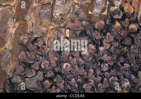 Moindre colonie de roussettes à nez court (Cynopterus brachyotis s) en cave, au sud Sri Lanka Banque D'Images