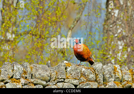 Le faisan commun (Phasianus colchicus) sur le muret de pierres sèches couvertes de lichen, Ecosse, Royaume-Uni Banque D'Images