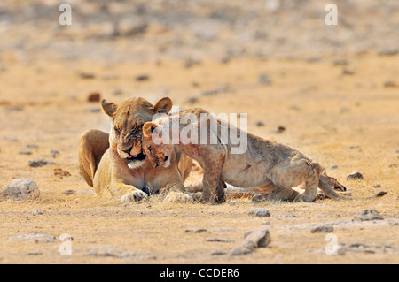 Lionne d'Afrique (Panthera leo) avec frottement chefs louveteaux, Etosha National Park, Namibie Banque D'Images
