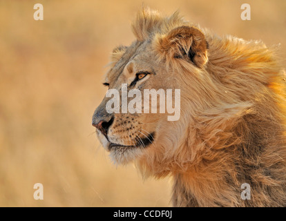 Homme African lion (Panthera leo) dans le désert de Kalahari, Kgalagadi Transfrontier Park, Afrique du Sud Banque D'Images