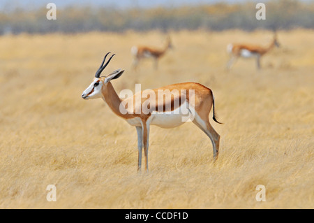 Le Springbok (Antidorcas marsupialis) portrait, Etosha National Park, Namibie Banque D'Images