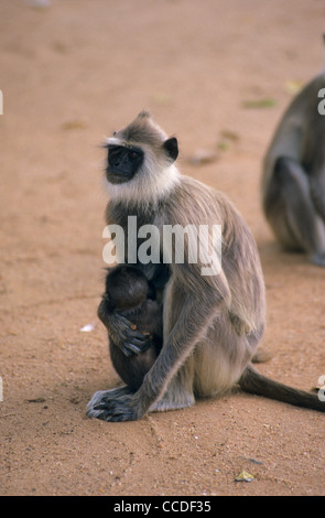 Mère avec bébé gris touffetée langur de Sri Lanka (Semnopithecus priam thersites), Polonnaruwa, Sri Lanka Banque D'Images