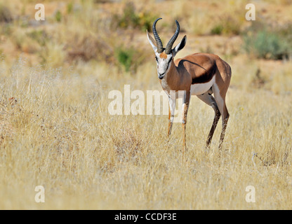 Le Springbok (Antidorcas marsupialis mâle) portrait, Etosha National Park, Namibie Banque D'Images