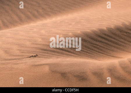 Schéma des vaguelettes sur le sable des dunes rouges du désert de Namib, Namibie Banque D'Images