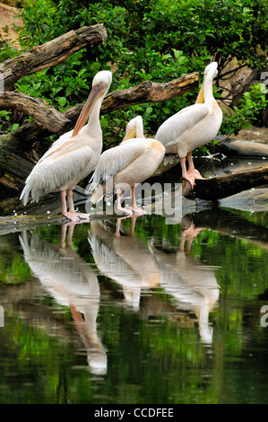 De grands pélicans blancs / est le pélican blanc (Pelecanus onocrotalus) se lisser les plumes, originaire d'Afrique, d'Asie et d'Europe Banque D'Images