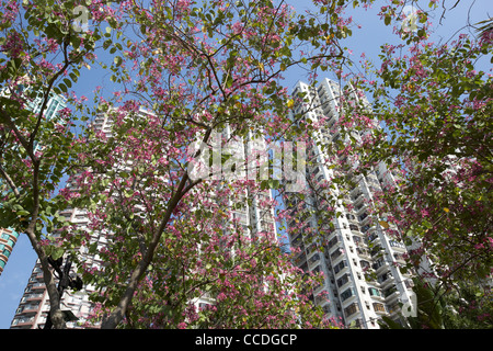 La recherche de blocs d'appartements à floraison rose par Bauhinia blakeana arbres sur la promenade d'Aberdeen à Hong Kong Hong Kong Chine Asie Banque D'Images