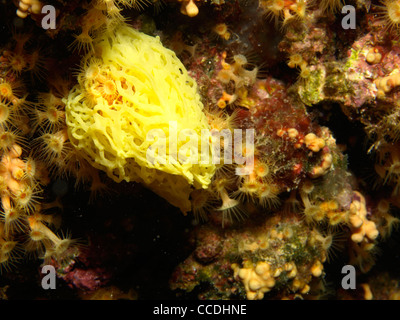 Détails de quelques éponges de la mer méditerranée Banque D'Images