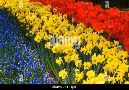 Tulipes, jonquilles et muscaris commun - fleurs de printemps en rouge, jaune et bleu Banque D'Images