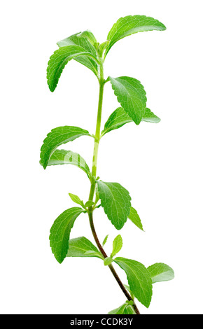 Stevia rebaudiana, sweetleaf substitut du sucre Banque D'Images