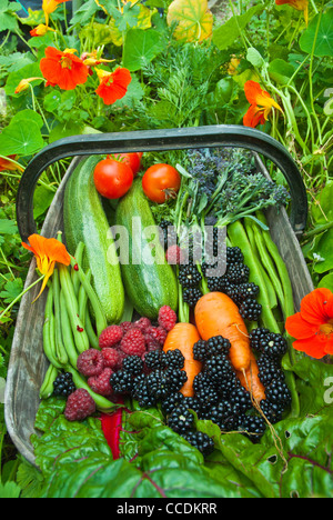 Rechaud / panier d'allocation de produire. Les haricots cultivés sur les carottes, courgettes courgettes framboises mûres/, sur les capucines. Banque D'Images