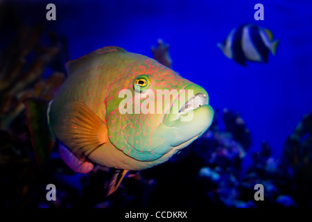 Poissons de récif tropical Underwater Banque D'Images