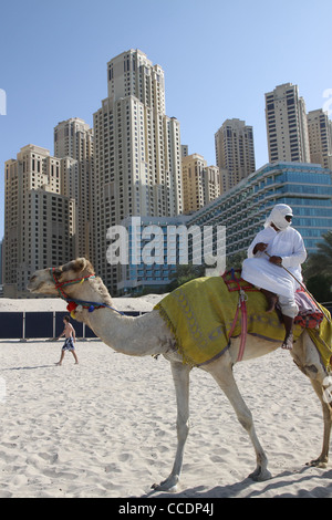 Emirati sur camel sur plage, dans le port de plaisance de Dubaï. Banque D'Images