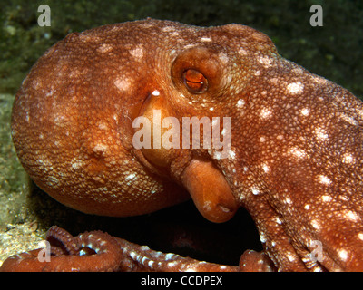 Octopus vulgaris dans la mer méditerranée Banque D'Images