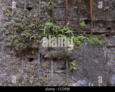 Mur du musée, un centre de commandement Japonais abandonnés, sur l'île de Peleliu dans la République des Palaos. Banque D'Images