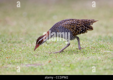 Buff-banded Rail (Gallirallus philippensis pelewensis) de nourriture dans l'herbe sur l'île de Peleliu dans la République des Palaos. Banque D'Images