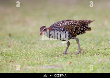 Buff-banded Rail (Gallirallus philippensis pelewensis) de nourriture dans l'herbe sur l'île de Peleliu dans la République des Palaos. Banque D'Images