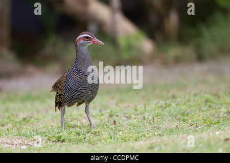 Buff-banded Rail (Gallirallus philippensis pelewensis) de nourriture dans l'herbe sur l'île de Peleliu dans la République des Palaos. Banque D'Images