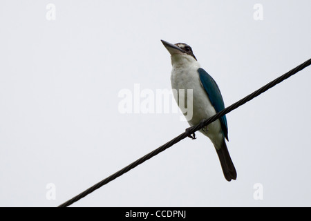 Kingfisher Todiramphus chloris à collier (teraokai) reposant dans un fil sur l'île de Peleliu dans la République des Palaos. Banque D'Images