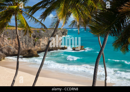Palmiers au fond Bay sur la côte sud-est de la Barbade, Antilles Banque D'Images