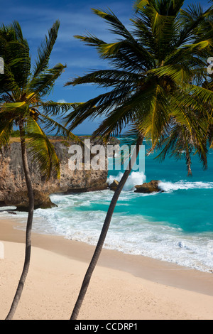 Palmiers au fond Bay sur la côte sud-est de la Barbade, Antilles Banque D'Images