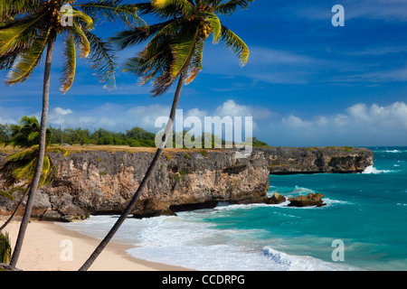 Palmiers au fond Bay sur la côte sud-est de la Barbade, Antilles Banque D'Images