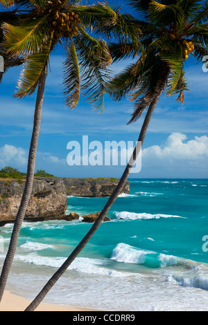 Palmiers au fond Bay sur la côte sud-est de la Barbade, Antilles Banque D'Images