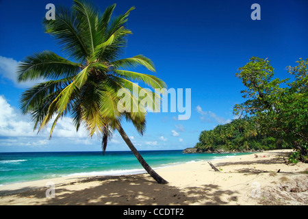 Belle seul cocotier on tropical beach Banque D'Images