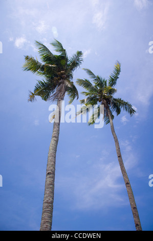 Des cocotiers ou des palmiers tropicaux, symboles, photo est prise en Malaisie. Banque D'Images