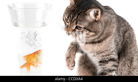 Jouer au chat et poisson d'or à verre isolé sur fond blanc Banque D'Images