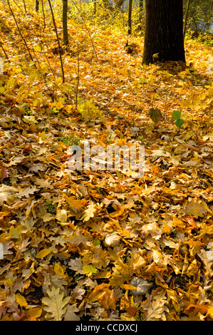 Les feuilles tombées sur le sol dans une forêt Banque D'Images