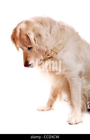 Golden retriever dog looking down Banque D'Images