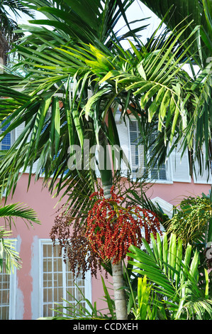 Royal Palm Tree - Roystonea Banque D'Images