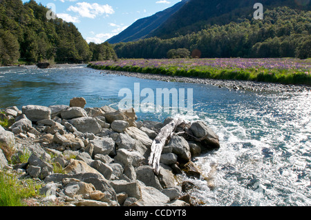 Les lupins sauvages sur la rive opposée de la rivière Eglington Milford Sound en Nouvelle-Zélande Banque D'Images