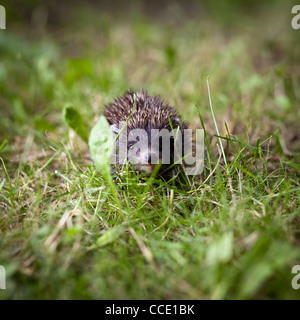 Bébé hérisson européen (Erinaceus europaeus) sniffing dans l'herbe, explorer le monde naturel Banque D'Images