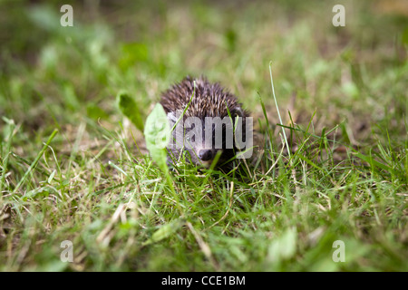 Bébé hérisson européen (Erinaceus europaeus) sniffing dans l'herbe, explorer le monde naturel Banque D'Images