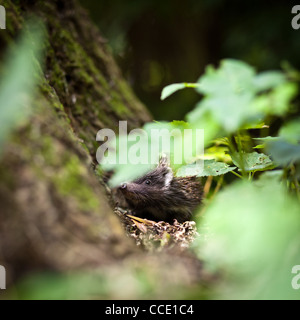 Bébé hérisson européen (Erinaceus europaeus) sniffing dans l'herbe, explorer le monde naturel Banque D'Images