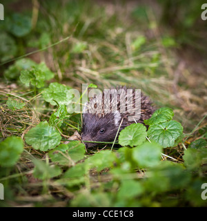 Bébé hérisson européen (Erinaceus europaeus) sniffing dans l'herbe, explorer le monde naturel Banque D'Images