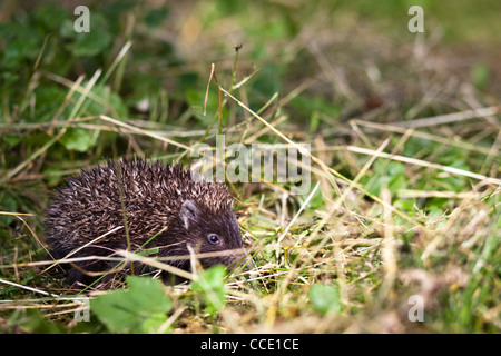 Bébé hérisson européen (Erinaceus europaeus) sniffing dans l'herbe, explorer le monde naturel Banque D'Images