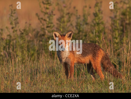 Le renard roux (Vulpes vulpes) au lever du soleil Banque D'Images