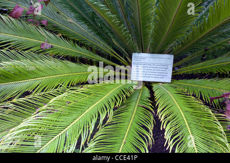 Dans l'Eden Project biome méditerranéen se développe ce Japonais, des cycadales Cycas revoluta Banque D'Images