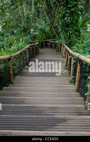 Dans l'Eden Project, la forêt tropicale est une passerelle de biome des planches de bois et une main courante en bois Banque D'Images