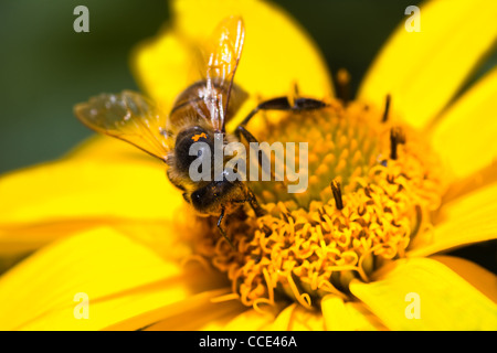 Honey-bee ou Apis mellifera occupé à recueillir le nectar et le pollen sur les fleurs jaunes en été Banque D'Images